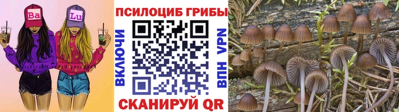 Псилоцибиновые грибы прущие грибы  где можно купить   Шимановск 